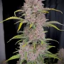 Насіння конопель BANANA PURPLE PUNCH Auto від Fast Buds